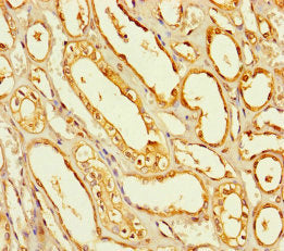 SEC14L4 Antibody