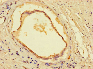 CYB5R1 Antibody