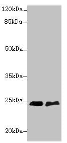SERTAD1 Antibody
