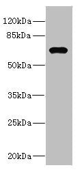 NRBP1 Antibody