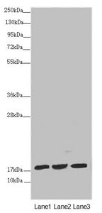 NDUFA12 Antibody