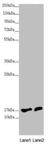 NDUFA12 Antibody