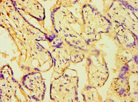 ATPIF1 Antibody