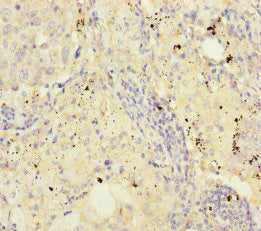 FKBPL Antibody