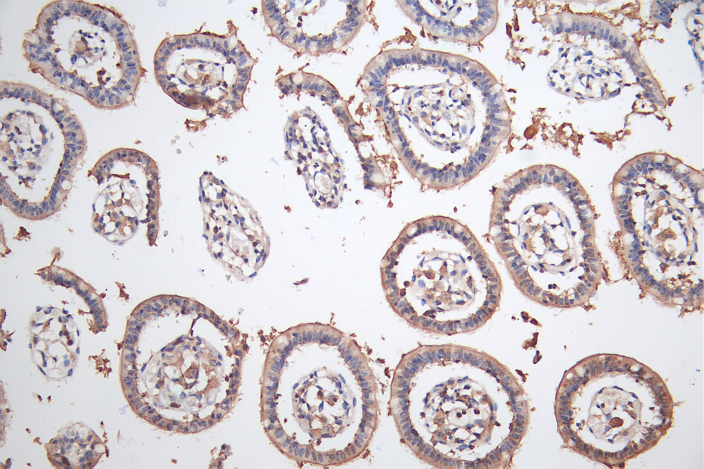 BTNL2 Antibody