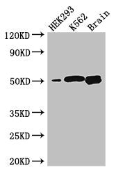 BTNL2 Antibody