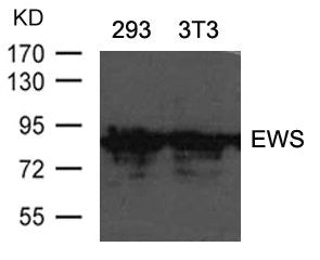 EWS Antibody