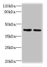 CHID1 Antibody