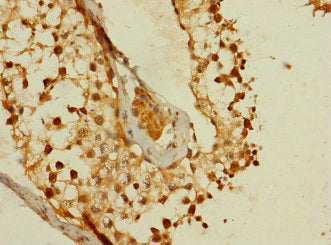 MS4A8 Antibody