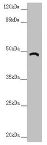 TRIM31 Antibody
