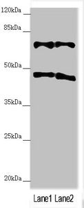 TRIM31 Antibody