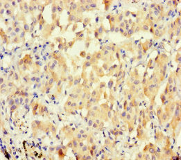 BPESC1 Antibody