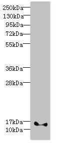 FAM107B Antibody