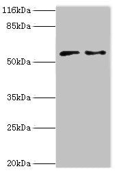 CRISPLD2 Antibody