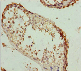 RACGAP1 Antibody