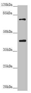 RACGAP1 Antibody