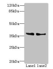 POLR3F Antibody