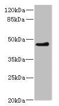 OSGEPL1 Antibody