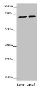 DHX33 Antibody