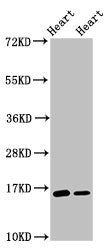 C3orf14 Antibody
