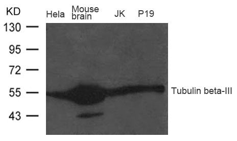TUBB3 Antibody