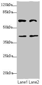 DCP1A Antibody