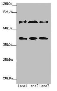 DCP1A Antibody