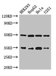 LZTFL1 Antibody