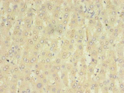 HOMER2 Antibody