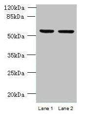 UFSP2 Antibody