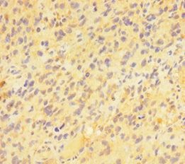 PAG1 Antibody