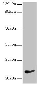 NKIRAS1 Antibody