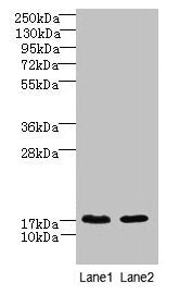 CNIH4 Antibody