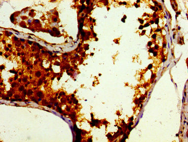 DBF4 Antibody