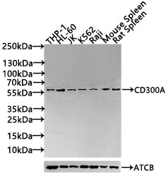 CD300A Antibody