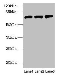 SWAP70 Antibody