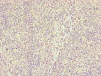 IL36A Antibody