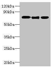 SLC23A1 Antibody
