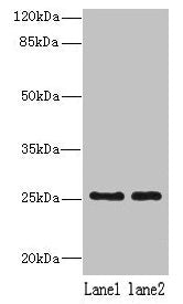 NDFIP1 Antibody