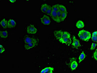 ELOVL1 Antibody