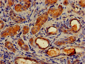 MAP1LC3C Antibody