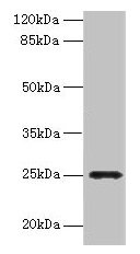 FGFBP2 Antibody