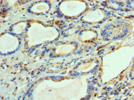 BCL2L14 Antibody