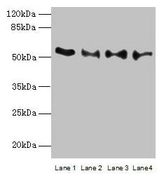 TRIM15 Antibody