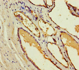 CST11 Antibody
