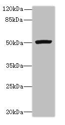 PORCN Antibody