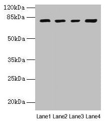 DHX35 Antibody