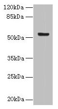 DENND2D Antibody