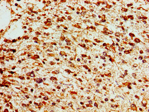 SOX17 Antibody