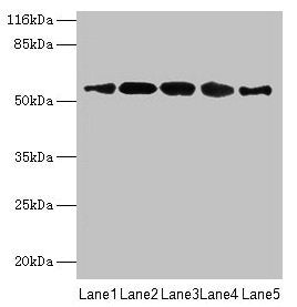VIPAS39 Antibody